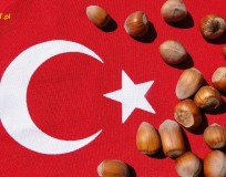 Turcja producent orzechów laskowych.